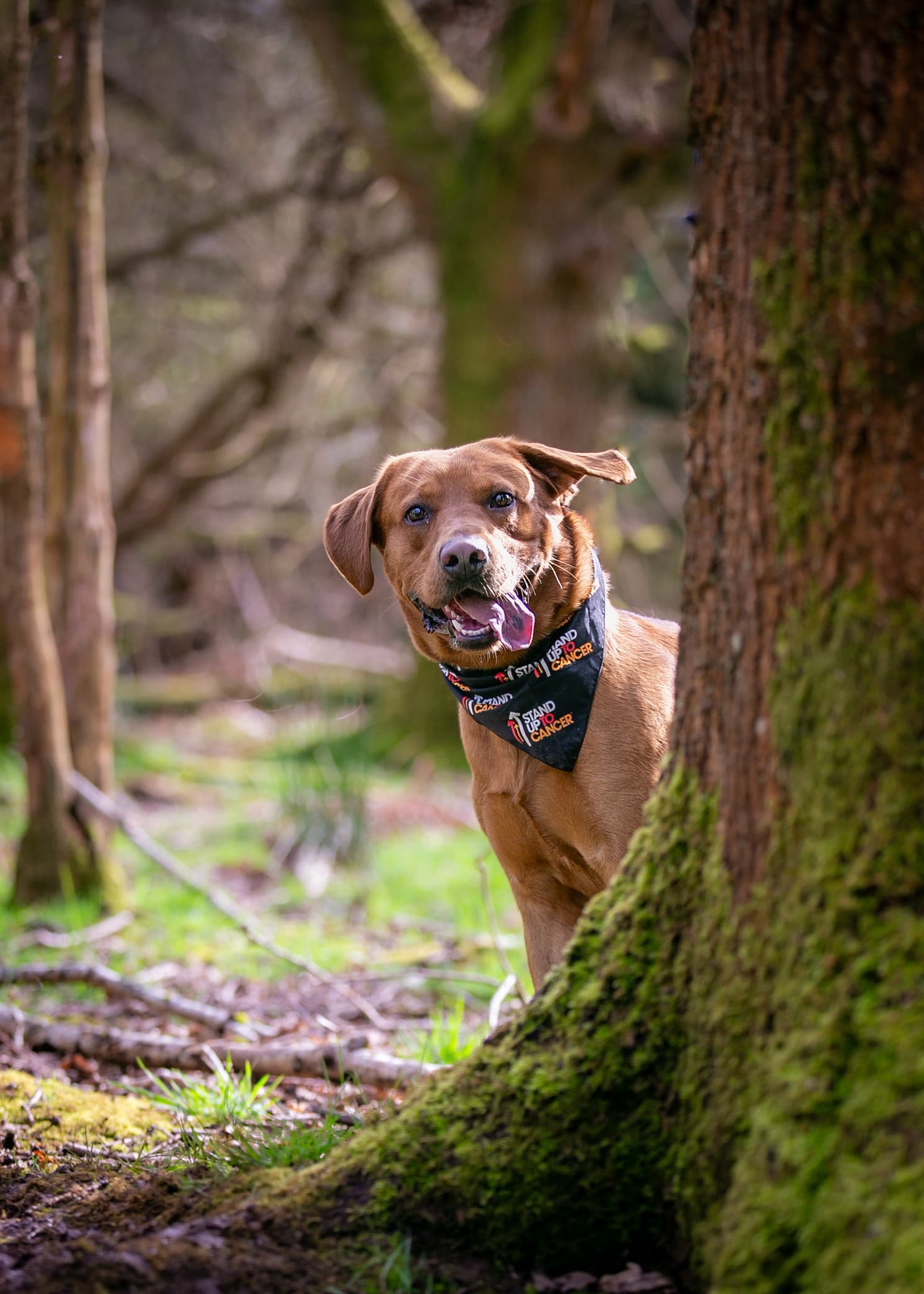 Dog looking around the side of a tree in a forest.